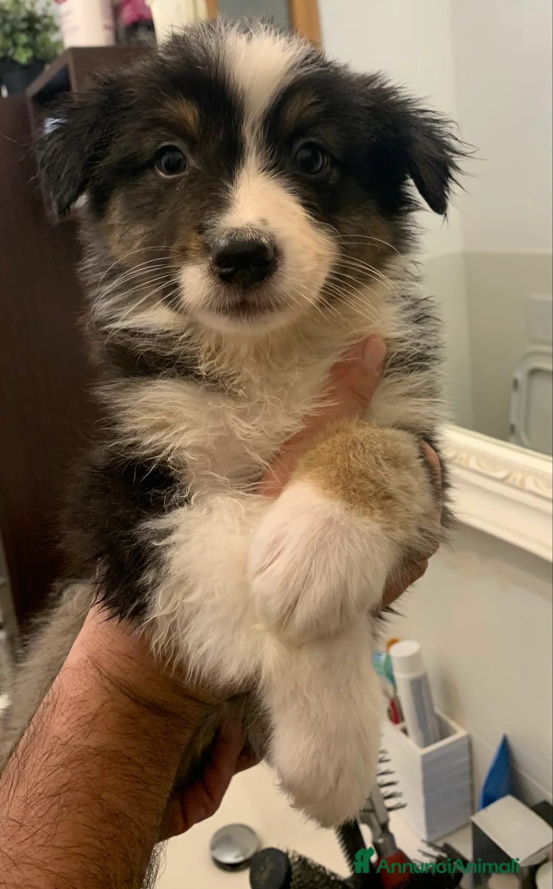 Australian Shepherd cani in vendita: Cuccioli di Pastore Australiano - Annuncio 3