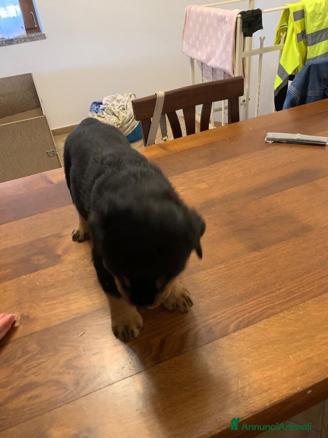 Rottweiler cani in vendita: Cuccioli rottweiller alta genealogia  - Annuncio 5