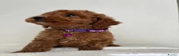 Barboncino Toy cani in vendita: Adorabili cuccioli maschi di Barboncino Toy - Annuncio 11
