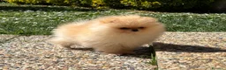 Volpino Pomerania cani in vendita: Cuccioli Pomerania con Pedigree Enci - Annuncio 6