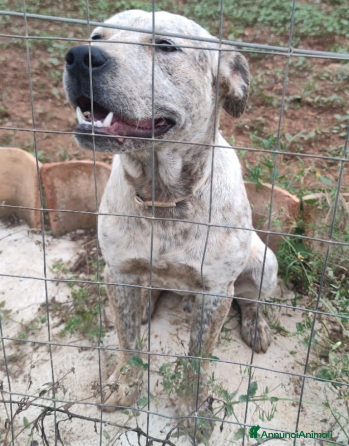 Meticcio cani Molossino 2anni mollato 1anno fa..in canile.COSENZ a Città metropolitana di Milano - Annuncio 2