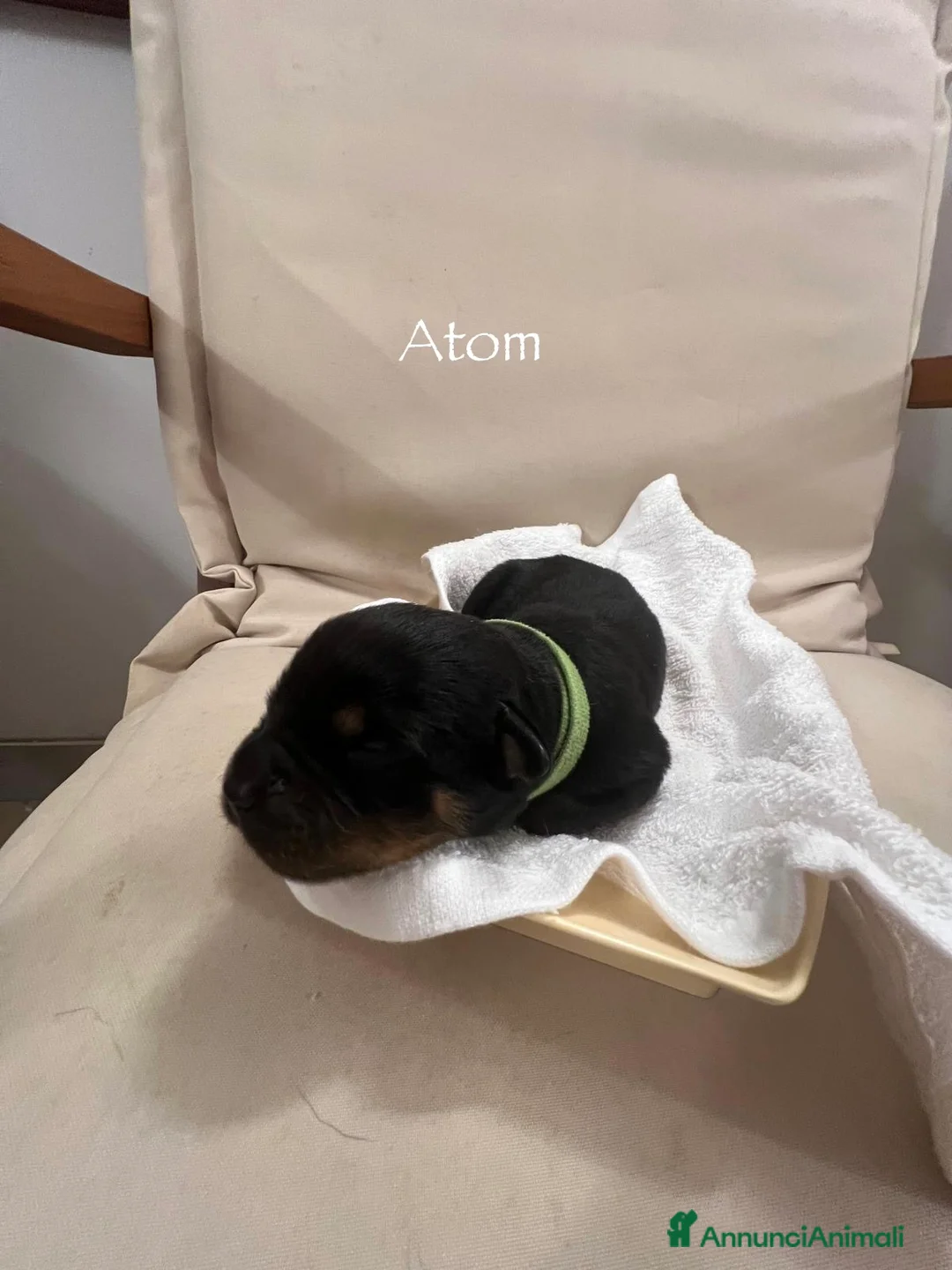 Rottweiler cani in vendita: Cuccioli Rottweiler con pedigree  - Annuncio 4