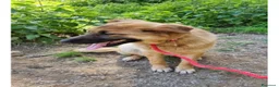 Meticcio cani in regalo: Pupa dolcissima pastorina dagli occhi nocciola  - Annuncio 2