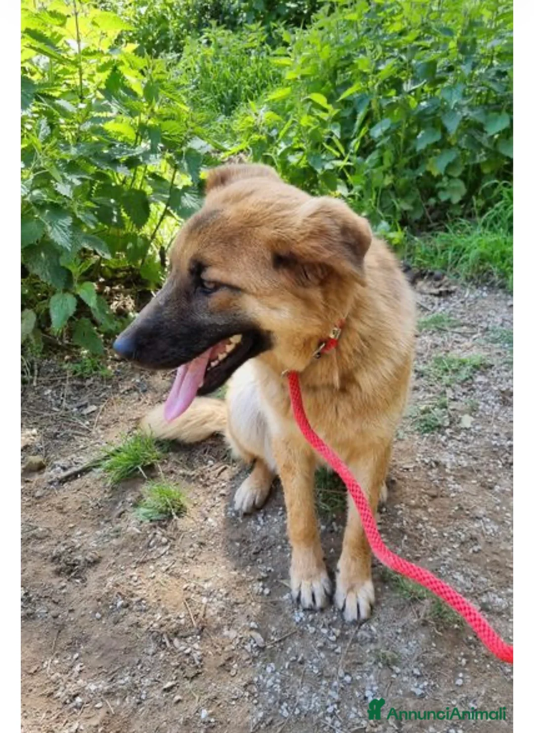 Meticcio cani in regalo: Pupa dolcissima pastorina dagli occhi nocciola  - Annuncio 2