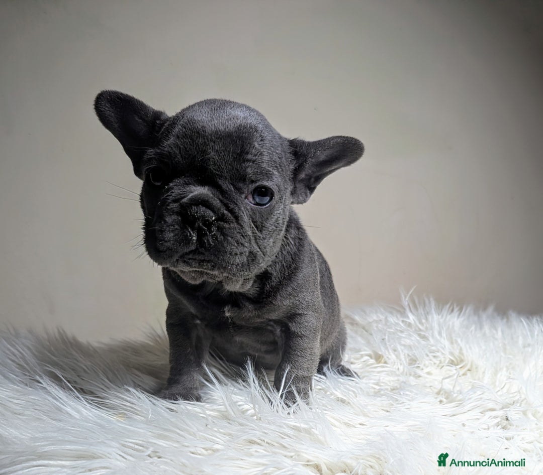 Bulldog Francese cani in vendita: Bulldog francese blu e blu fawn - Annuncio 4