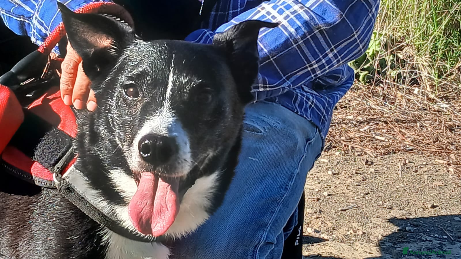 Meticcio cani NONNO OREO TI STA CERCANDO, IN ADOZIONE - Annuncio 4