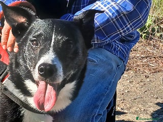 Meticcio cani NONNO OREO TI STA CERCANDO, IN ADOZIONE - Annuncio 3