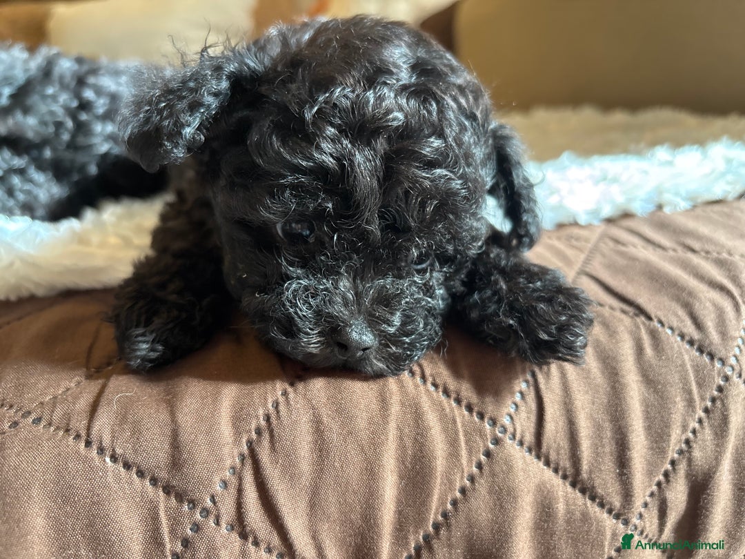 Barboncino Toy cani in vendita: barboncini toy - Annuncio 1