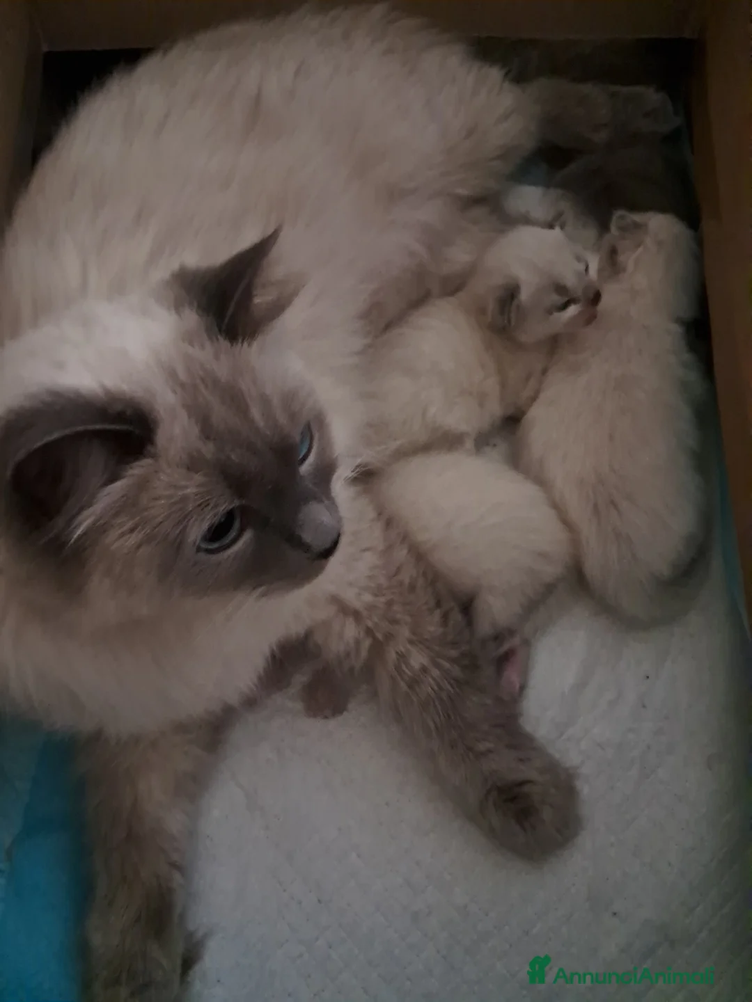 Siberiano gatti in vendita: Cucciola Siberiana neva  - Annuncio 4