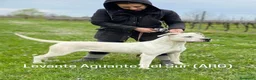 Dogo Argentino cani in vendita: CUCCIOLI DOGO ARGENTINO a Provincia di Verona - Annuncio 2
