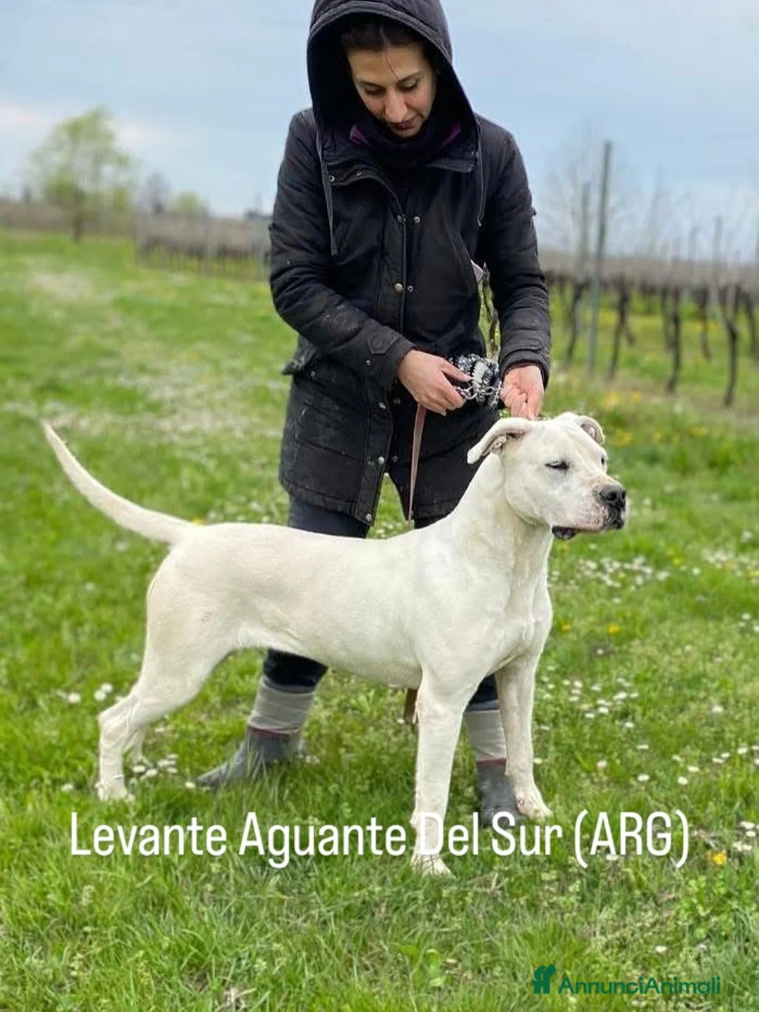 Dogo Argentino cani in vendita: CUCCIOLI DOGO ARGENTINO a Provincia di Verona - Annuncio 2