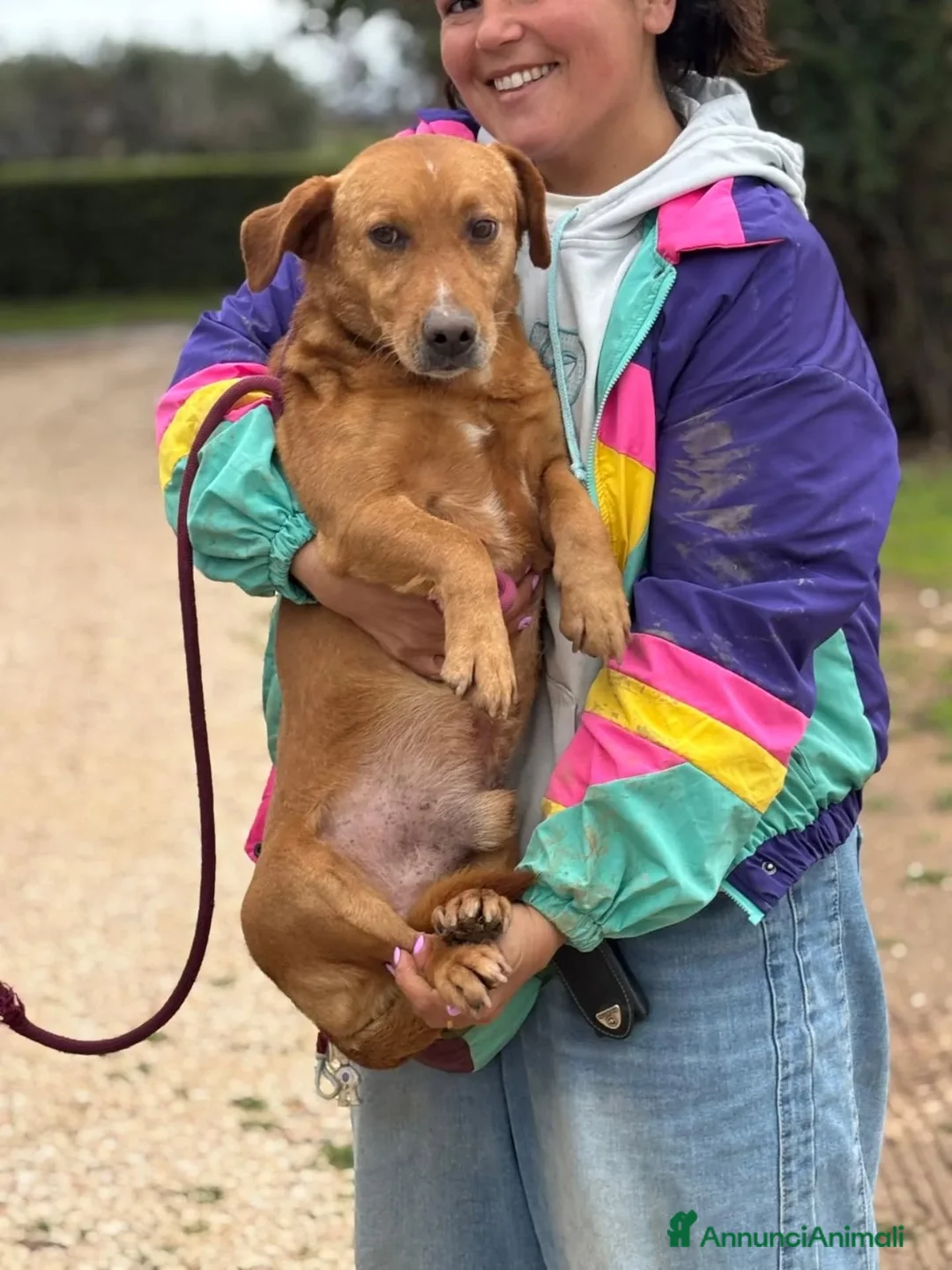 Meticcio cani in regalo: VITTORIO cagnolino 2 anni e mezzo  cerca casa  - Annuncio 3