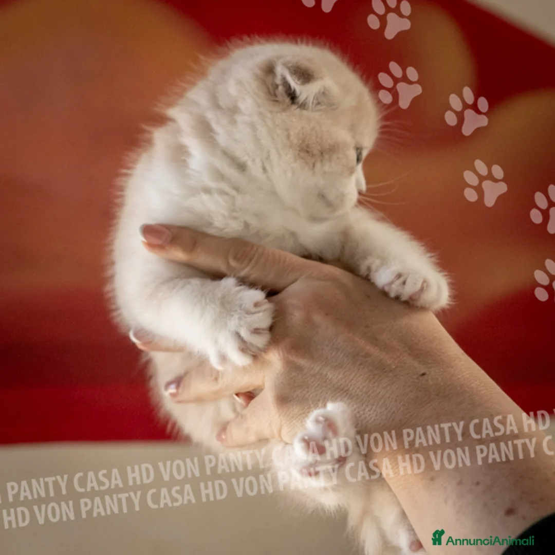 Scottish gatti in vendita: Maschietti Scottish Fold - Annuncio 11