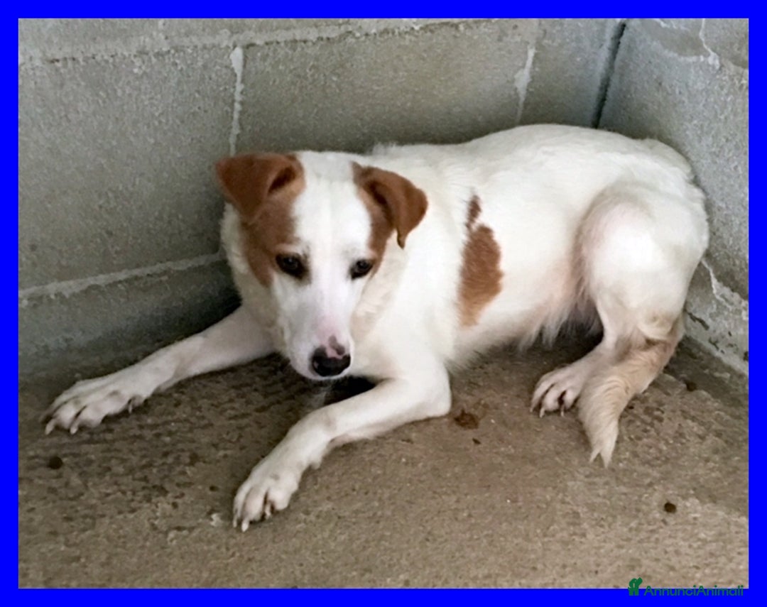 Meticcio cani in regalo: GIORGINA dagli occhi dolci e tristi - Annuncio 1