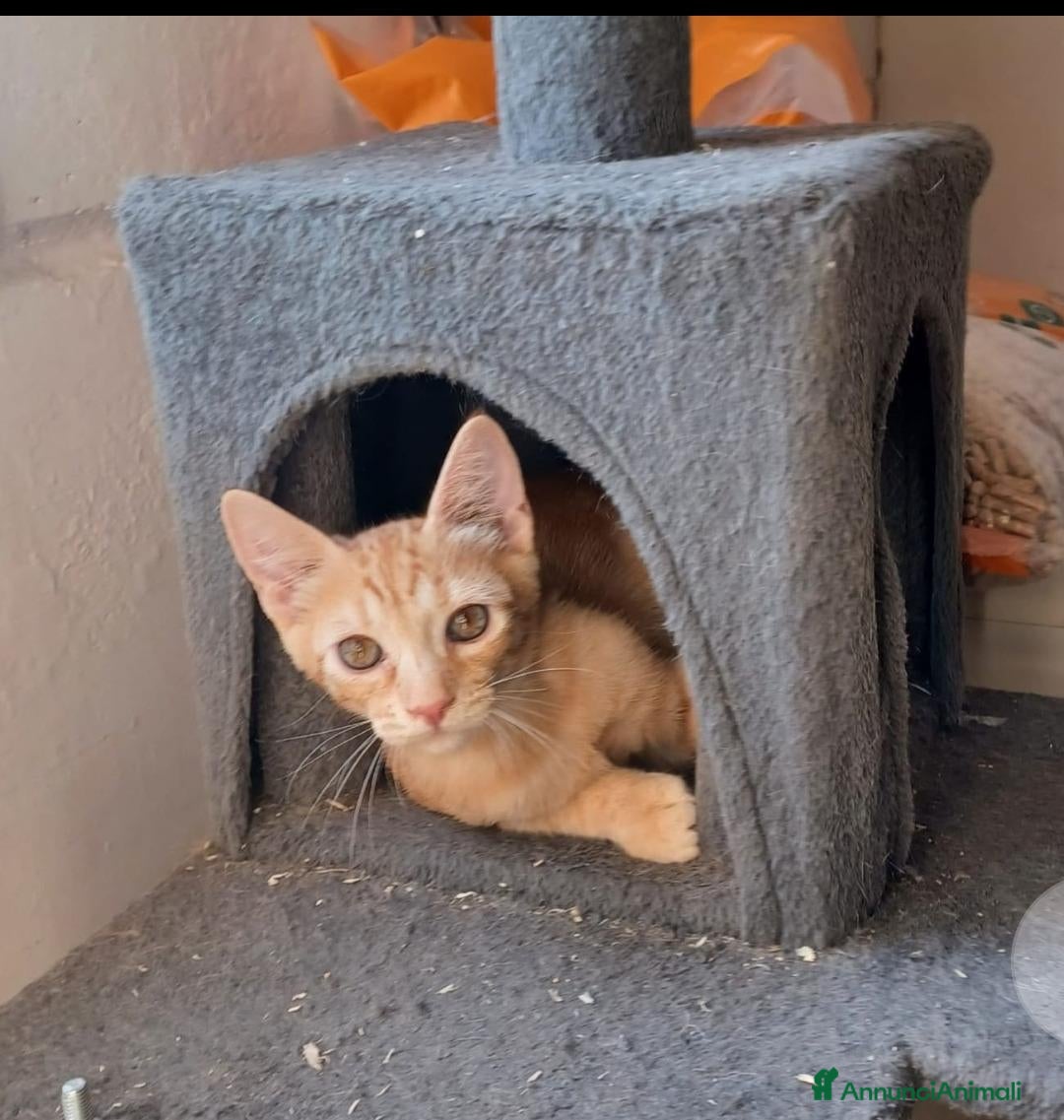 Europeo gatti Gattino arancione  2 mesi - Annuncio 30