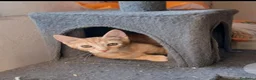 Europeo gatti in regalo: Gattino arancione  2 mesi - Annuncio 1