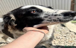 Meticcio cani in regalo: Hope  a Provincia di Crotone - Immagine 1