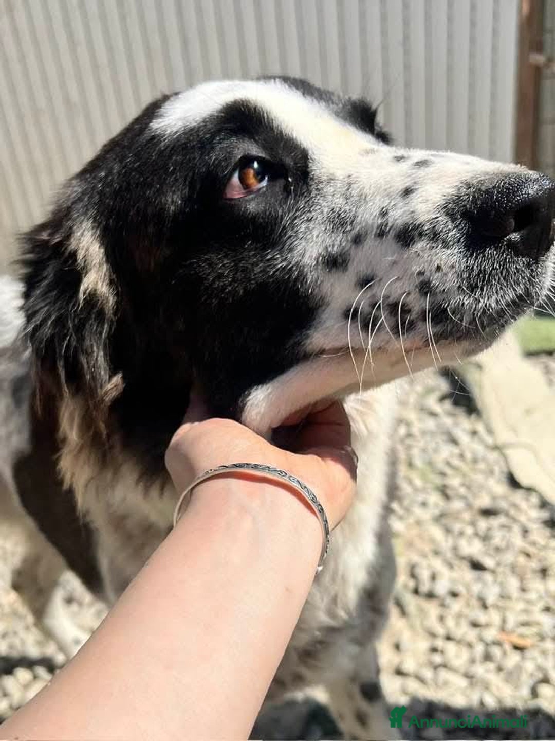 Meticcio cani in regalo: Hope  a Provincia di Crotone - Immagine 1