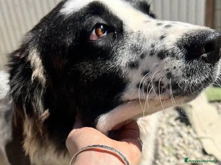 Meticcio cani Hope a Provincia di Crotone - Annuncio 8