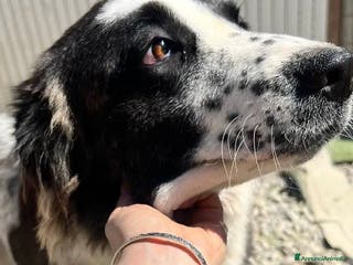 Meticcio cani Hope a Provincia di Crotone - Annuncio 26