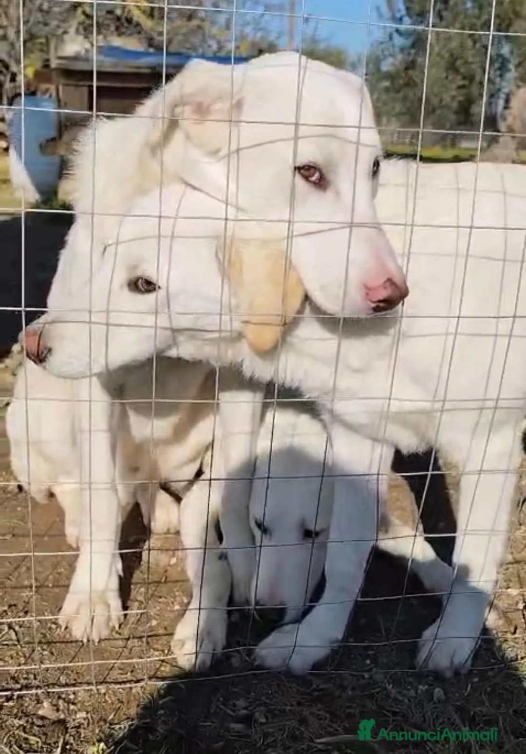 Meticcio cani in regalo: Cuccioli Taglia Media in Regalo - Annuncio 1