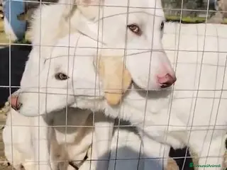 Meticcio cani Cuccioli Taglia Media in Regalo - Annuncio 31