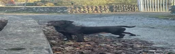 Labrador cani in vendita: Cuccioli di Labrador Choco  - Annuncio 4