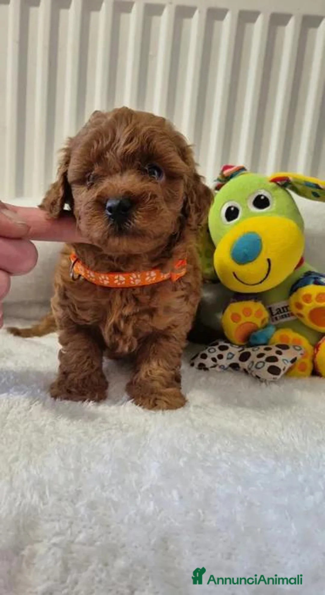 Maltipoo cani in vendita: Adorabili Cuccioli di Maltipoo F1b a Città metropolitana di Milano - Annuncio 15