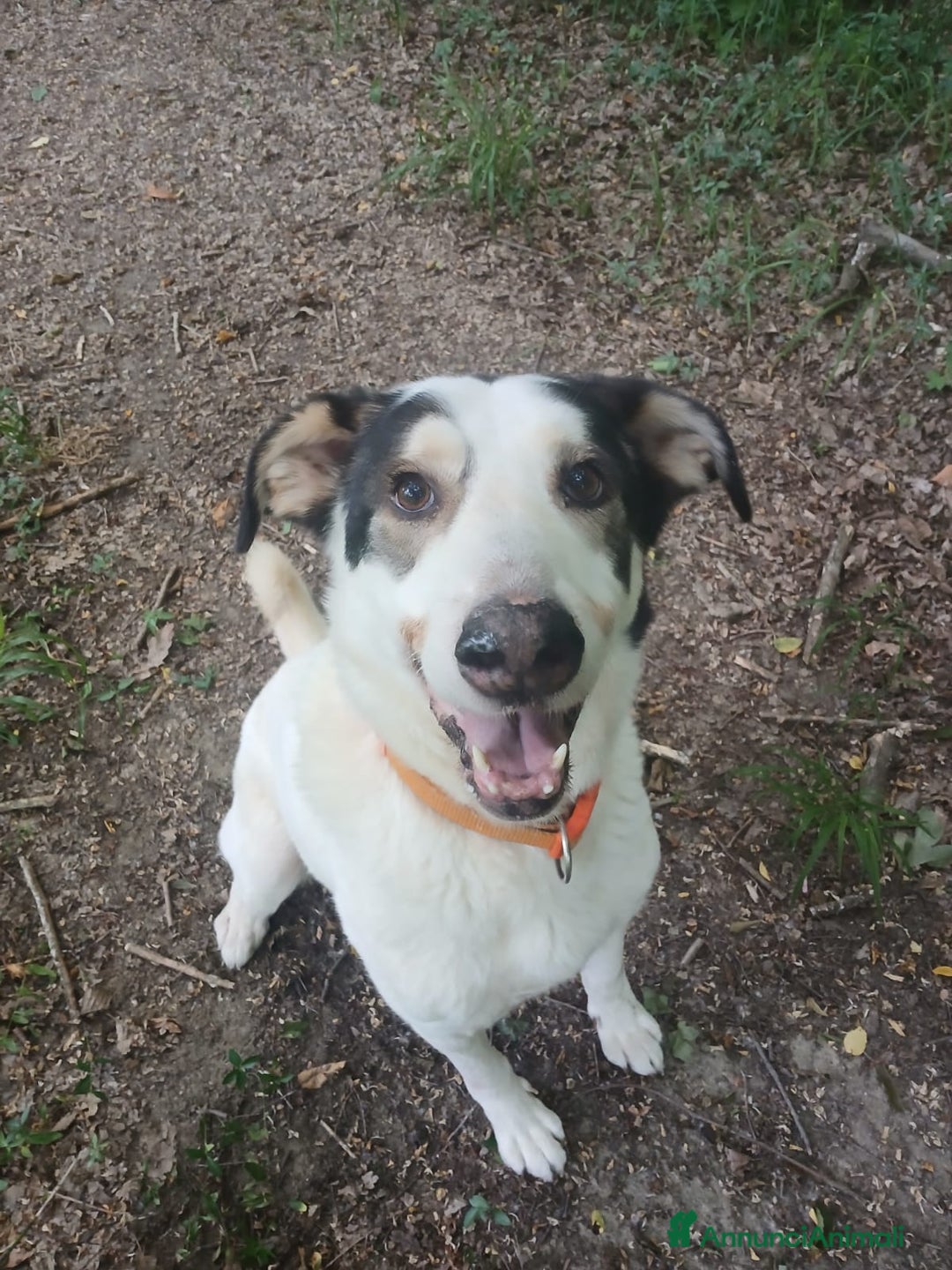 Meticcio cani in regalo: POLDO a Città Metropolitana di Genova - Annuncio 7