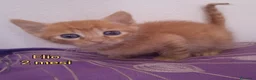 Altre razze gatti in regalo: GATTINI ADORABILI IN CERCA D'AMORE  a Città Metropolitana di Bologna - Annuncio 5