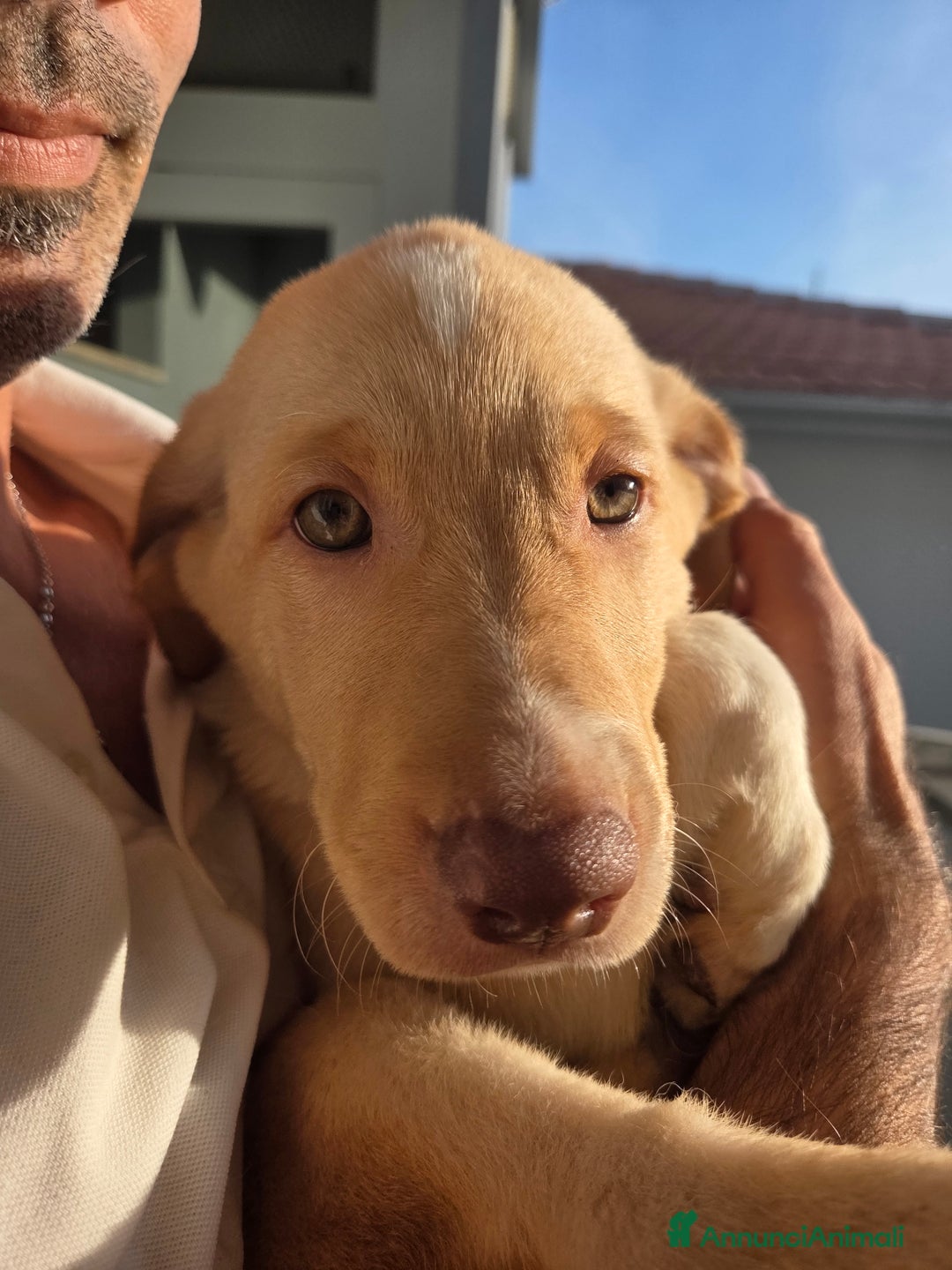 Meticcio cani in regalo: Cuccioli meticci  - Annuncio 2