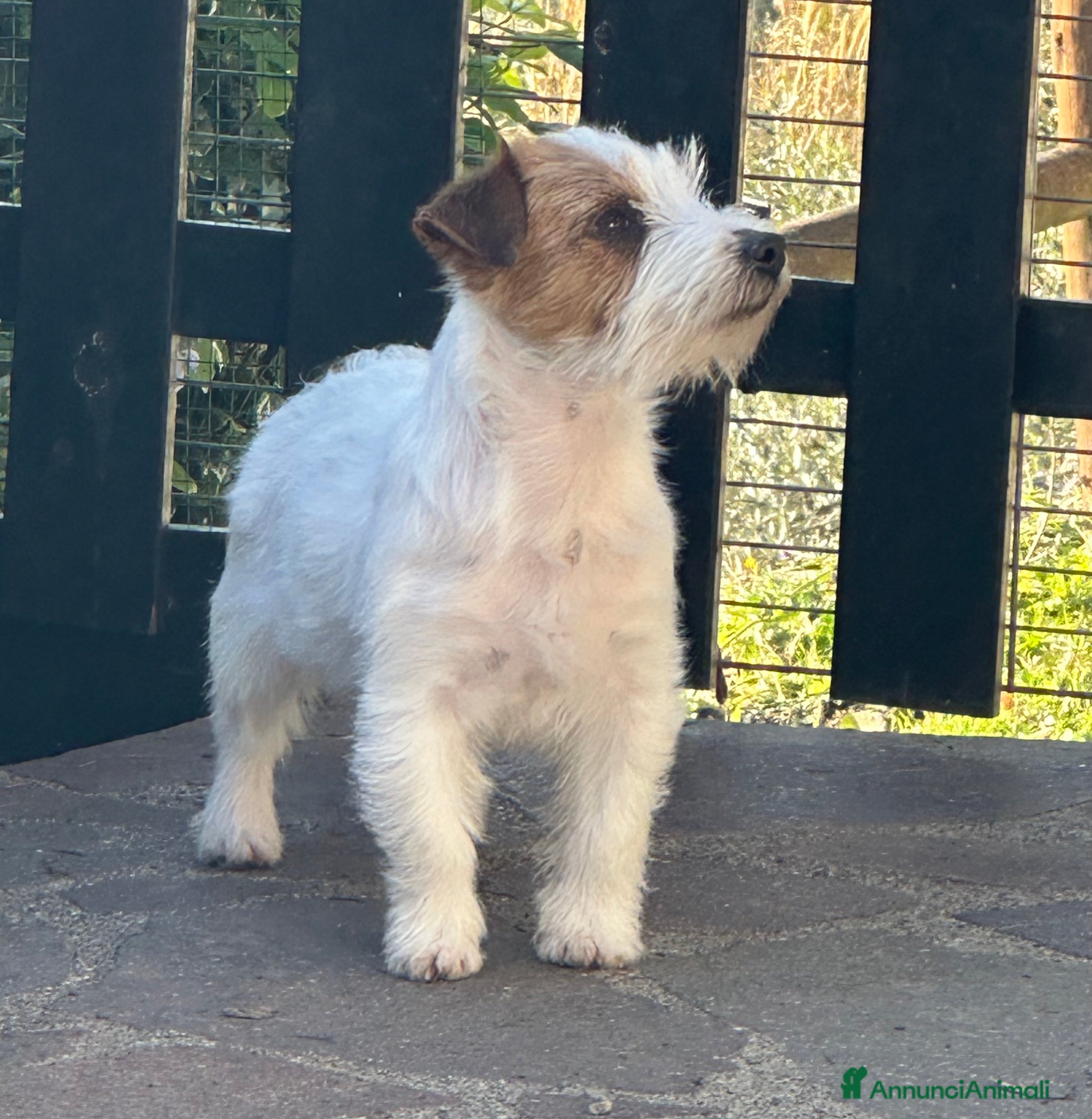 Jack Russell cani Maschi Disponibili per la premi  - Annuncio 1