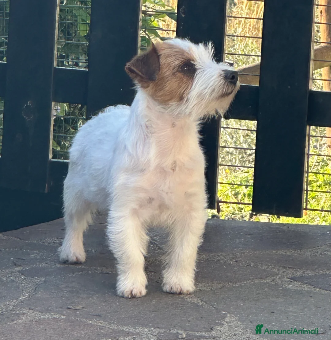 Jack Russell cani in vendita: Maschi Disponibili per la premi  - Annuncio 1