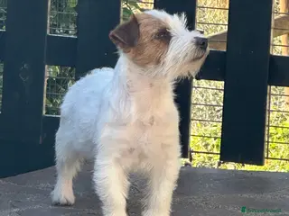 Jack Russell cani Maschi Disponibili per la premi - Annuncio 1
