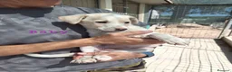 Meticcio cani in regalo: Baby dolcissima cucciola in adozione  - Annuncio 6