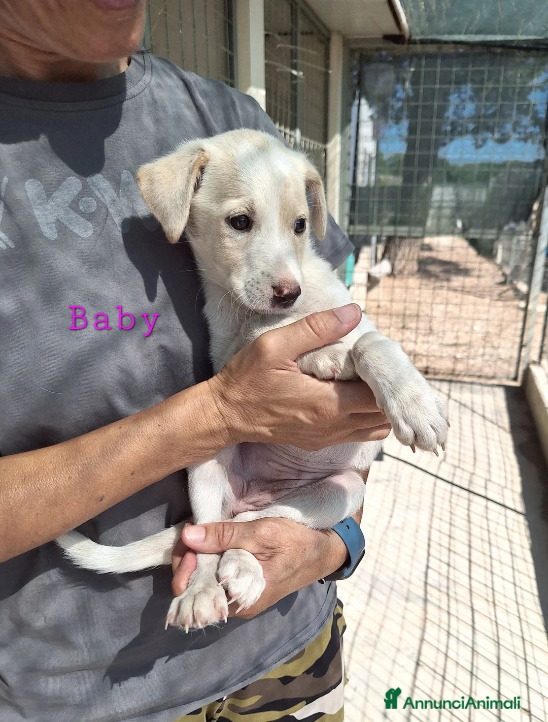 Meticcio cani in regalo: Baby dolcissima cucciola in adozione  - Annuncio 6