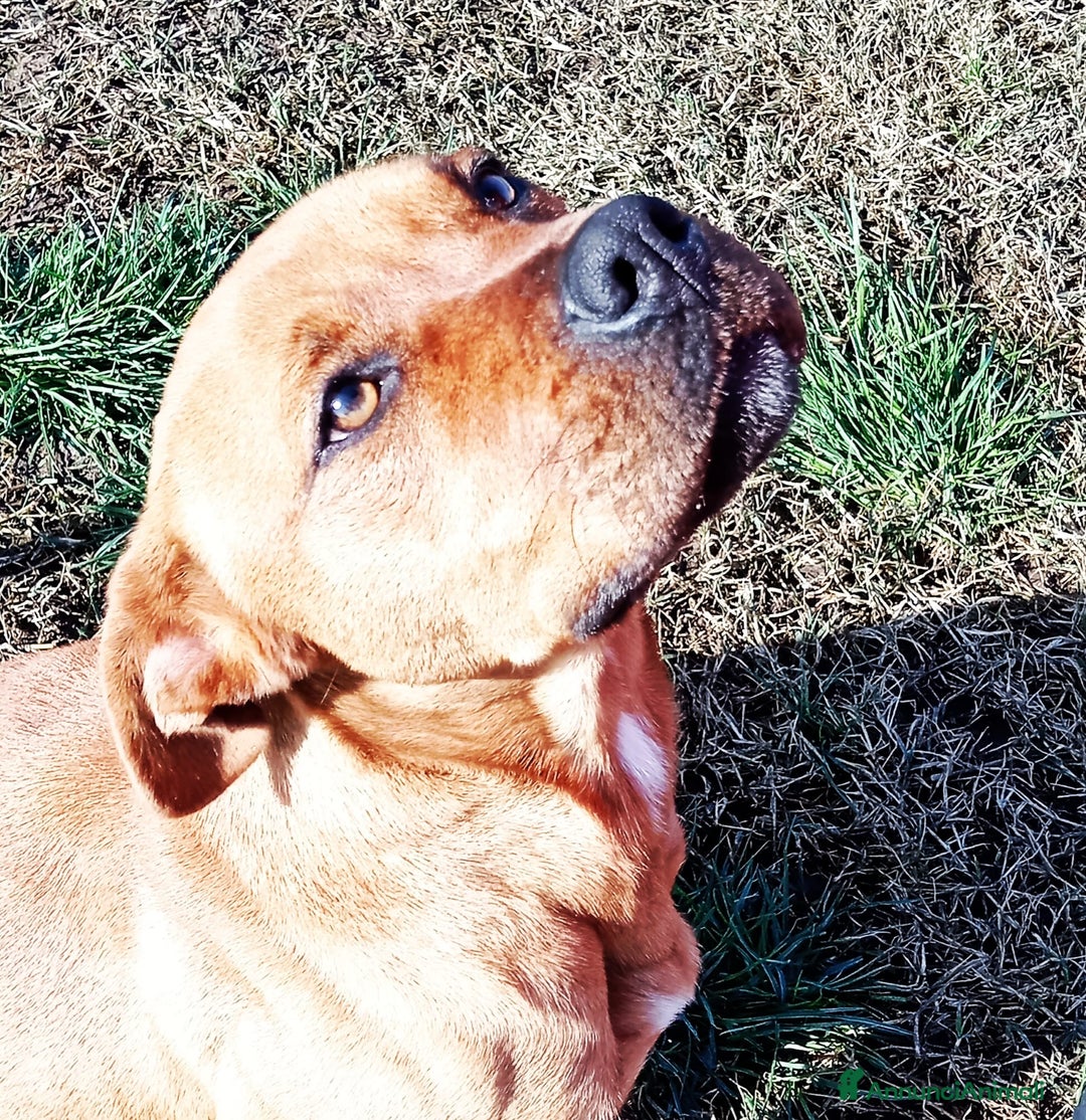 Altre razze cani in regalo: LAYLa, occhi profondi e tristi a Provincia di Latina - Annuncio 3