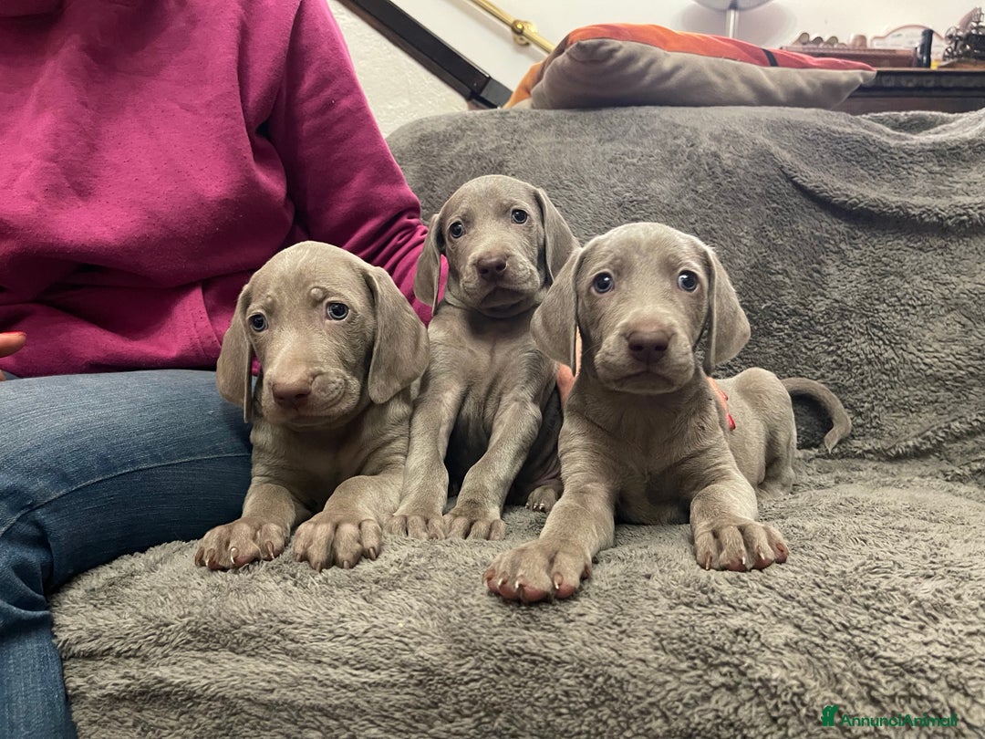 Weimaraner cani in vendita: Weimaraner cuccioli pubblicità‘ segugio  - Annuncio 2
