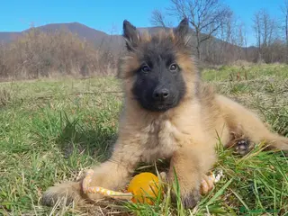 Pastore Belga cani Pastore belga malinois - Annuncio 1