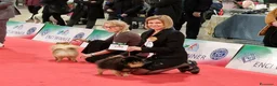 Spitz cani per accoppiamento: Spitz tedesco NANO Pomerania  a Provincia di Monza e della Brianza - Annuncio 3