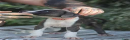 Pitbull cani in vendita: Cuccioli di Pit Bull Blue Nose anche a rate - Annuncio 7