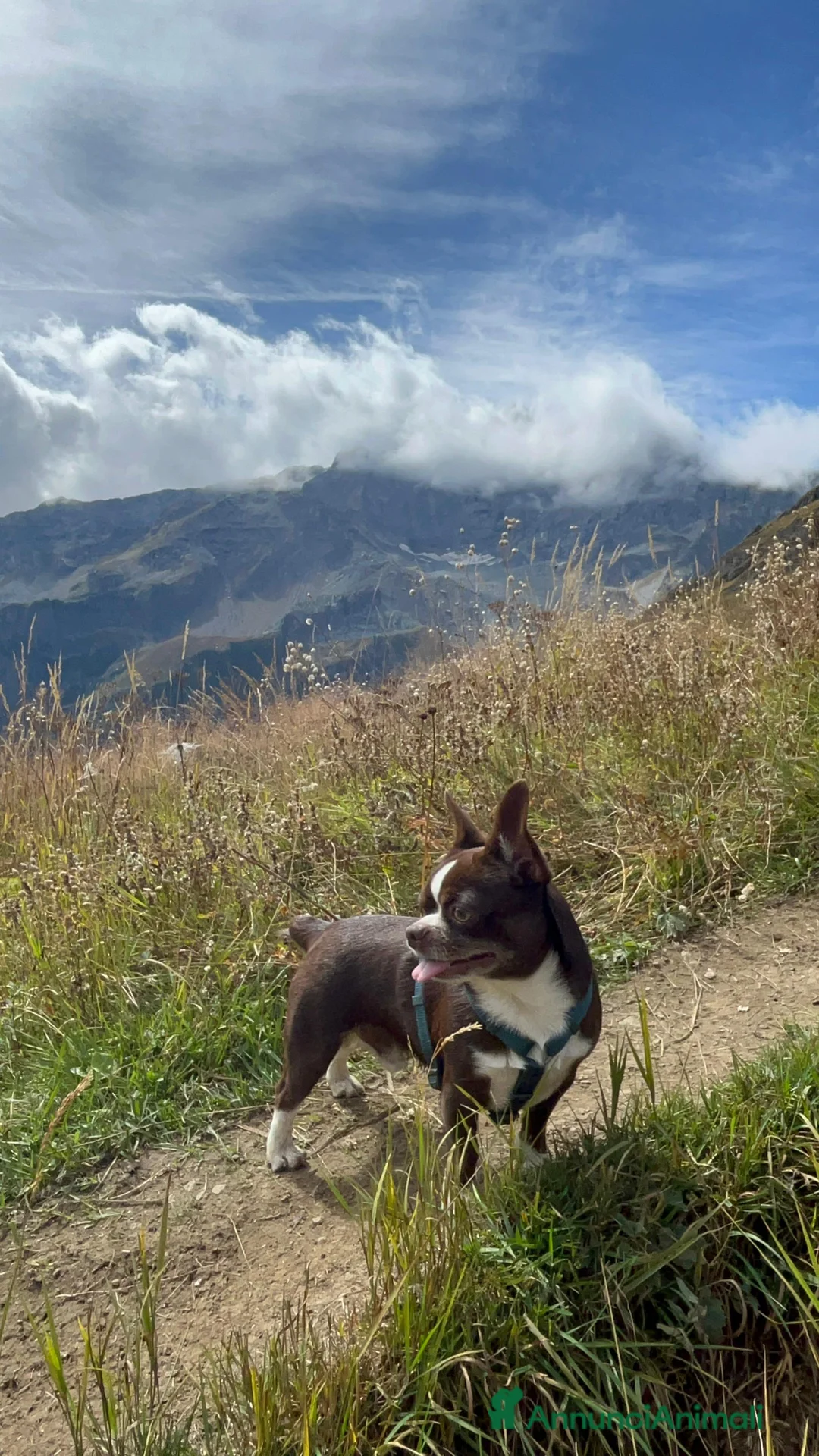 Chihuahua cani per accoppiamento: Cerco Femmina per monta  a Città metropolitana di Milano - Annuncio 2