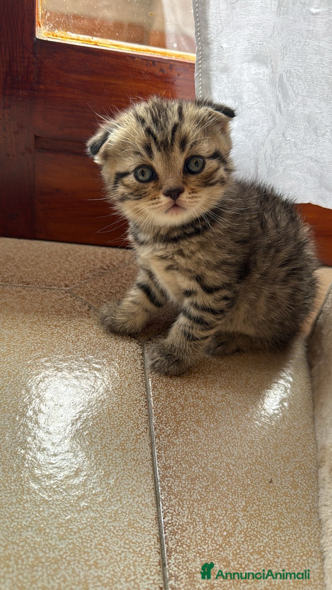 British gatti in vendita: British shorthair  - Annuncio 15