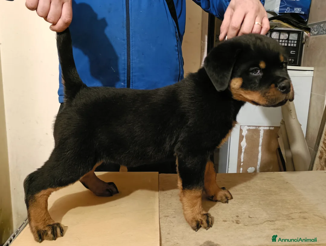 Rottweiler cani in vendita: Cucciolo Rott. - Annuncio 5