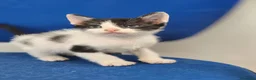Meticcio gatti in regalo: Iris, bellissima - Annuncio 6