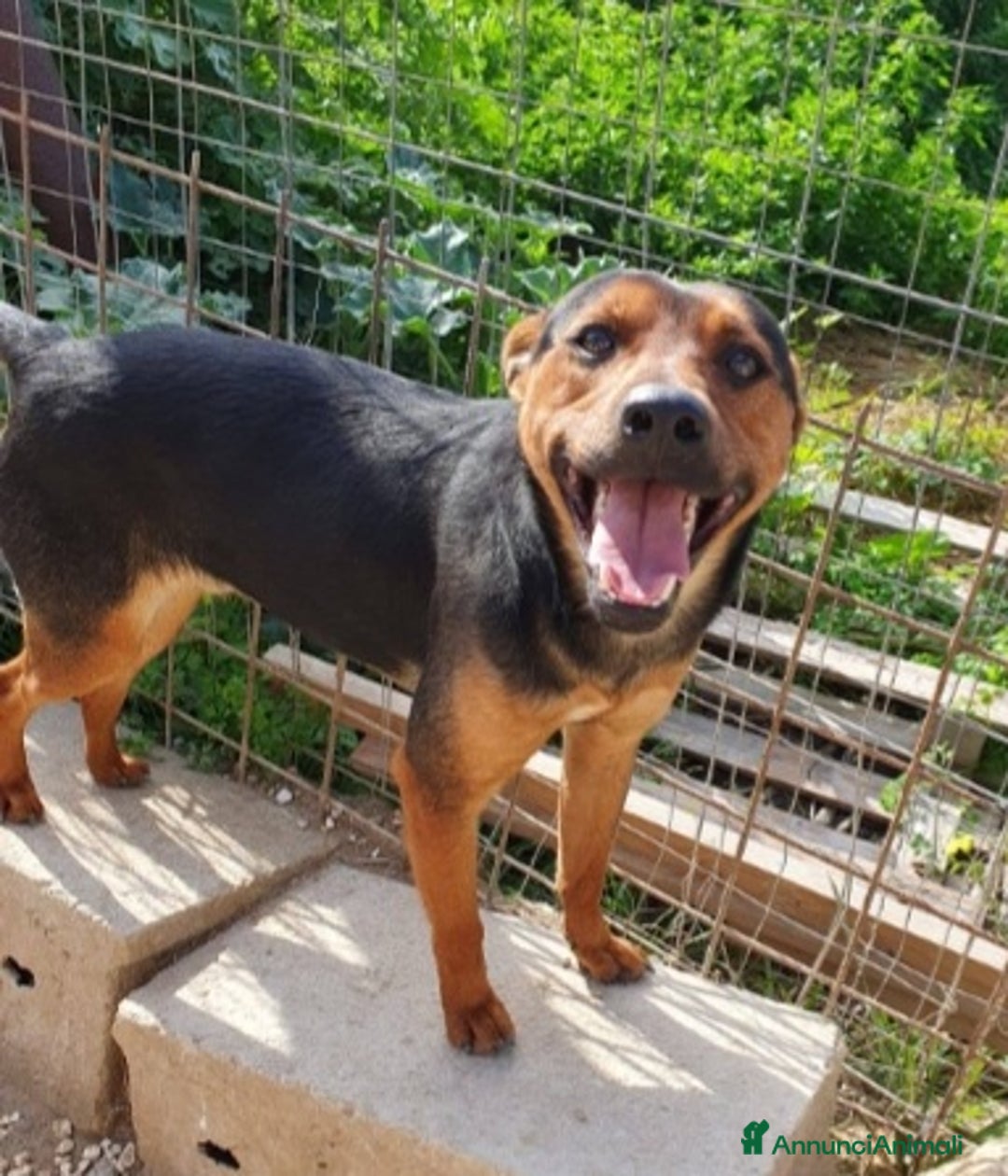 Meticcio cani in regalo: Valentino 18mesi kg14 nero focato.SICILIA a Città metropolitana di Milano - Annuncio 2