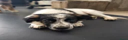 Meticcio cani in regalo: ARGENTO 💙 IL COMPAGNO CHE ASPETTAVI - Annuncio 4