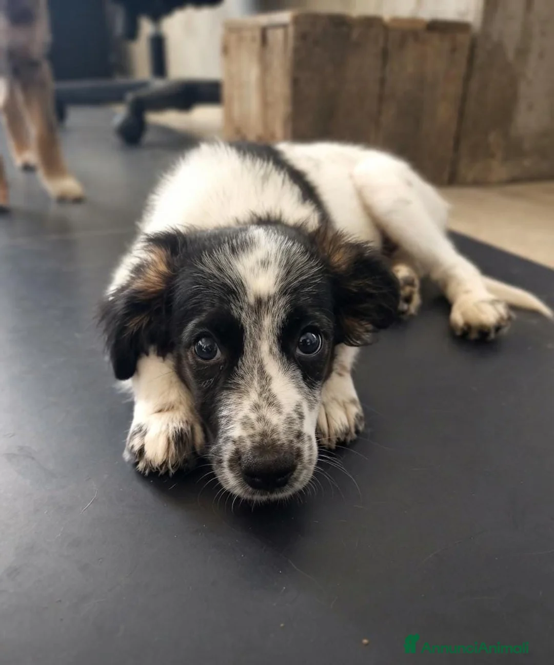 Meticcio cani in regalo: ARGENTO 💙 IL COMPAGNO CHE ASPETTAVI - Annuncio 4