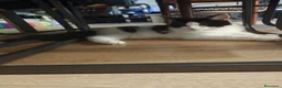 Maine Coon gatti in vendita: Cucciolo Maine coon  - Annuncio 2
