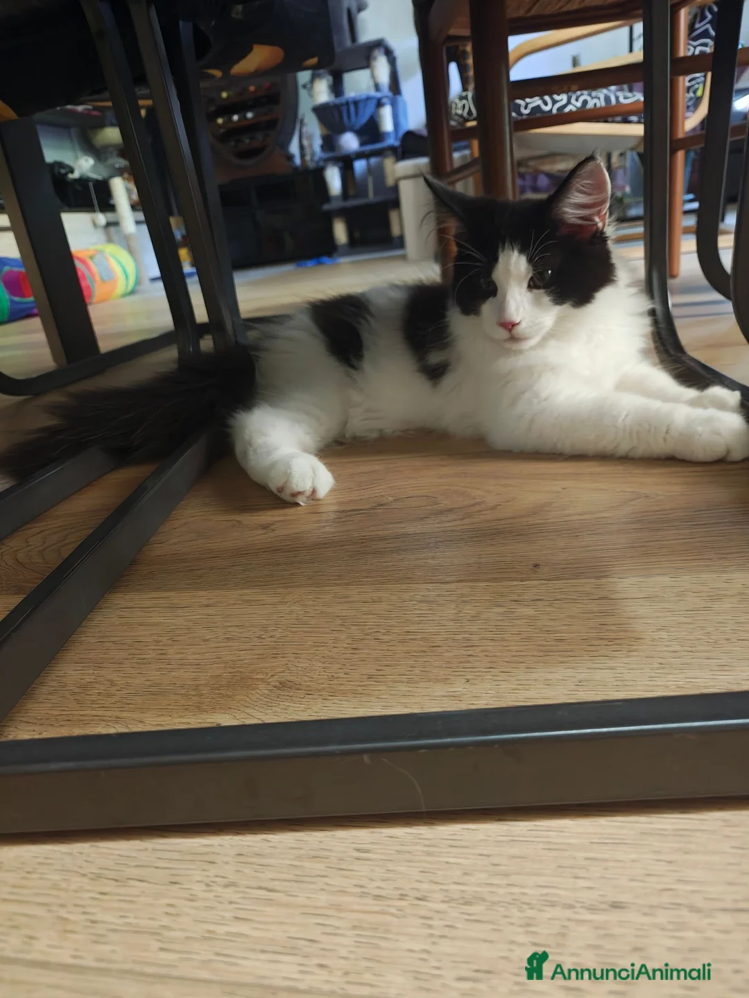 Maine Coon gatti in vendita: Cucciolo Maine coon  - Annuncio 2